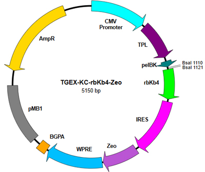 TGEX-LC-rbKb4-Zeo map